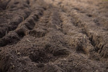 Plowed rows in a field create furrows for planting, symbolizing the beginning of the growing season and the promise of a bountiful harvest. The dug soil is ready for planting crops in early spring.