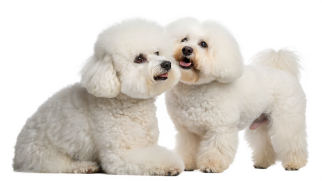 two bichon frise dogs isolated on white background, PNG