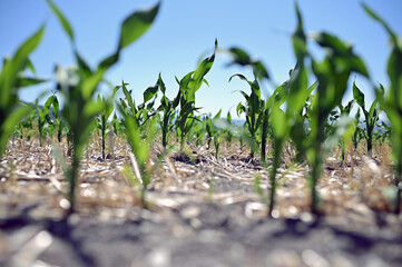 The beginning of corn growth

