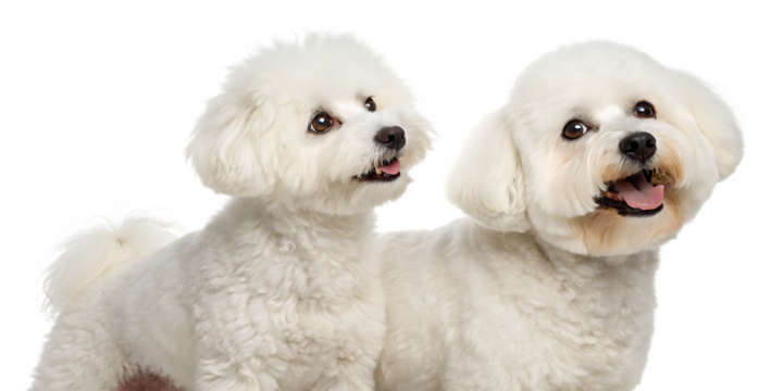 two bichon frise dogs isolated on white background, PNG