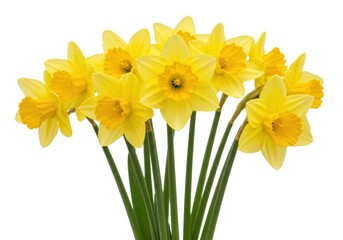 Bunch of bright yellow daffodils with green stems isolated against a white background