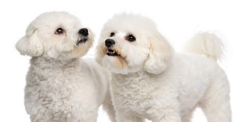 two bichon frise dogs isolated on white background, PNG