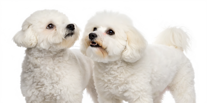 two bichon frise dogs isolated on white background, PNG