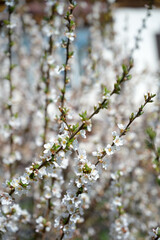 Cherry tree bush blooming with white flowers