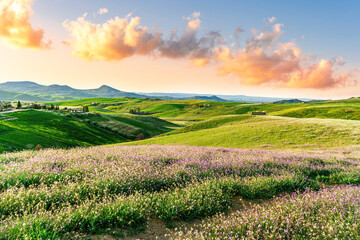 Naklejka premium Beautiful landscape of green spring season field with salad grass, farm with garden and sunset or sunrise scenic sky