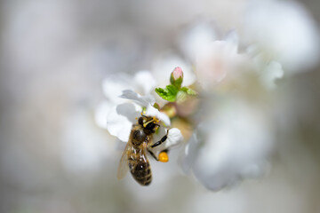 Bees collecting nectar on a white flowering cherry bush