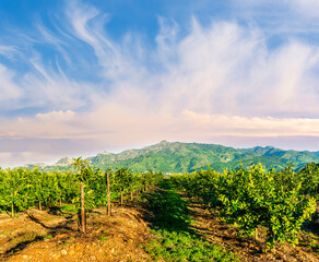 Naklejka premium nature background of green fruit garden at sunset or sunrise with rows of gerden plantation with young summer trees