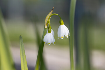 Obraz premium Leucojum aestivum, commonly called the summer snowflake, giant snowflake, Loddon lily. This cultivar is the Leucojum aestivum gravetye giant. Leucojum aestivum is native to most of Europe.