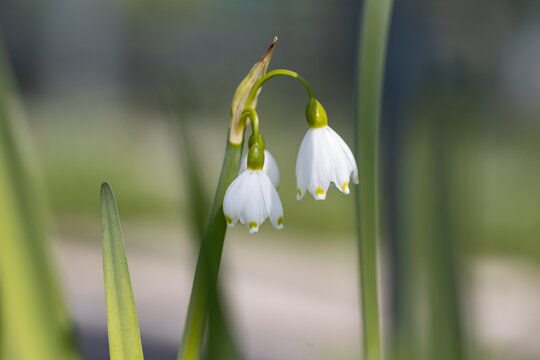 Leucojum aestivum, commonly called the summer snowflake, giant snowflake, Loddon lily. This cultivar is the Leucojum aestivum gravetye giant. Leucojum aestivum is native to most of Europe.