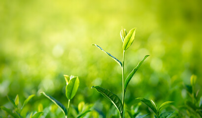 Green tea plantation in morning. Close up of tea plant green in nature. Green tea, young tea leaves, herbal in Northern, Chiang Rai Province, Thailand
