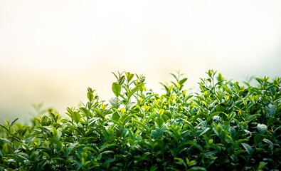 Tea plant green in nature. Green tea, young tea leaves, Green tea plantation in morning with copy space