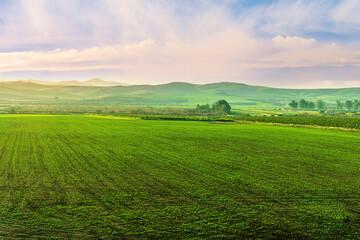 agricultural landscape of spring green field with vegetable growth in sunset beautiful valley and scenic mountain sunset above