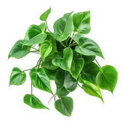 Obraz premium Heartleaf philodendron plant isolated on transparent background