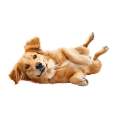 A golden retriever puppy enjoys a playful moment, lying on its back with paws in the air. Its curious expression suggests happiness and playfulness, highlighting its friendly nature