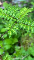Japanese prickly ash, season of fresh green, lush young leaves, forest after rain, fresh tree leaves, rain-soaked sansho leaves, 日本のハーブ、日本の香辛料、日本のスパイス、新緑の季節、青々とした若葉、雨上がりの森、新緑の木の葉、雨に濡れた山椒の葉