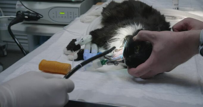 Veterinarians perform a gastroscopy on an anesthetized cat lying on an operating table, inserting an endoscope into the cat's mouth for examination. Examining a cat's stomach with a gastroscope.
