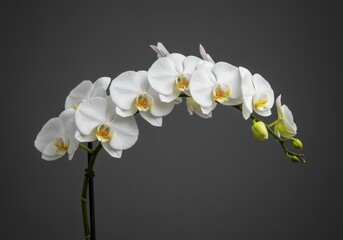 Elegant phalaenopsis orchid with white petals and yellow centers against a simple gray background
