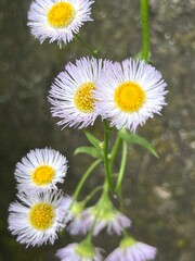 delicate harujion flower, small and cute flower, pale pink flower, flower with many thin petals, 可憐な花ハルジョオンの花、小さくてかわいい花、淡いピンク色の花、細い花弁が沢山ある花