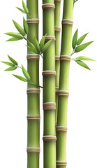 Group of Green Bamboo Plants