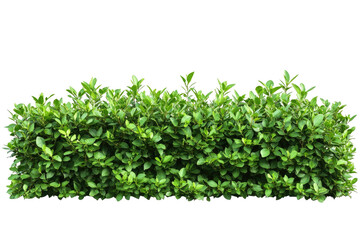 Lush green hedge