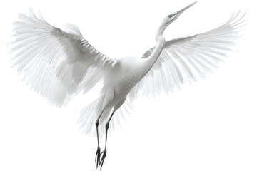 Elegant white heron gracefully soaring through the sky, showcasing magnificent wings.