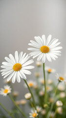 Fototapeta premium daisies in a field