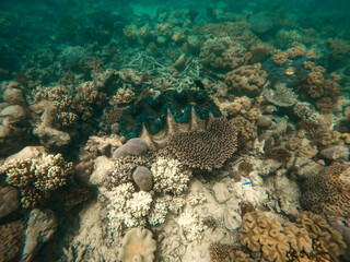 Big Shell at the Great Barrier Reef in Queensland, Australia