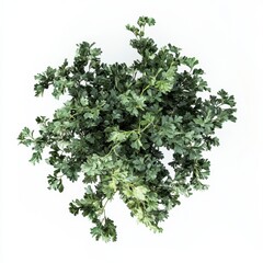 Fototapeta premium Lush Green Herbaceous Plant Isolated on White Background