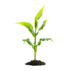 Fototapeta premium Young corn plant growing isolated on transparent background