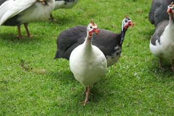 A group of beautiful Helmeted Guineafowl (Numida meleagris), guineafowl, guineahen walking on green grass in the garden.