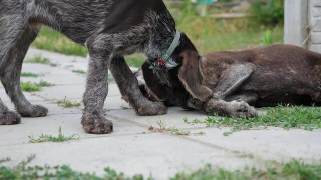 Pretty german shorthaired and wirehaired pointer dogs playing with each other in home yard. Cute brown kurzhaar and drahthaar doggy having fun in house courtyard. Concept of love for animals. Slow mo