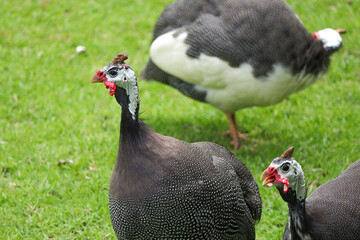 A group of beautiful Helmeted Guineafowl (Numida meleagris), guineafowl, guineahen walking on green grass in the garden.