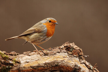 Robin