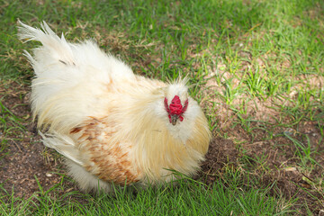 A beautiful of white Brahma chicken on a green field.