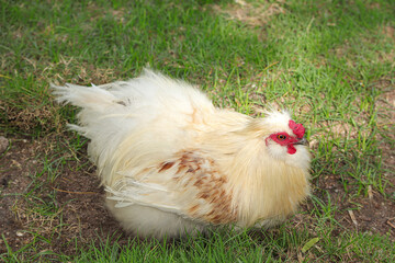 A beautiful of white Brahma chicken on a green field.