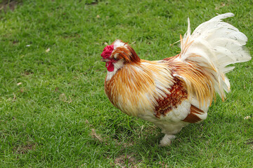 A beautiful of white Brahma chicken on a green field.