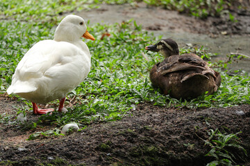 White duck and brown are standing in a grassy area by a body of water. 