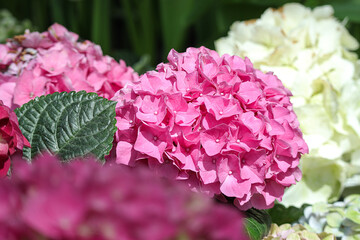 Beautiful of pink hydrangea flower in the garden. close up of Beautiful Pink Hydrangea Blossoms. 