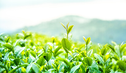 Close up of tea plant green in nature. Green tea, young tea leaves in organic farm, Green tea...