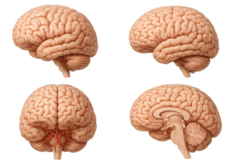 Four views of a human brain, showcasing different angles and structures, including the cerebral hemispheres and brainstem. Concept Human Brain Anatomy, Cerebral Hemispheres, Brainstem Structure