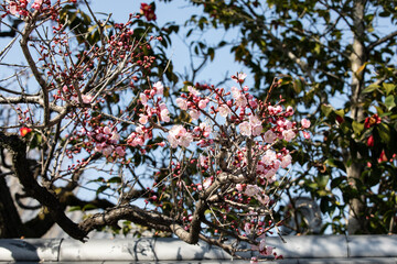 Colorful Flowers of the Spring Season