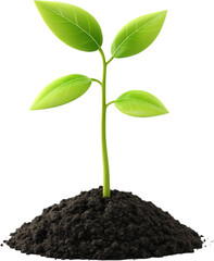 Growing Seedling in Soil