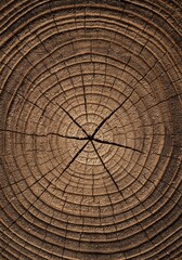 Fototapeta premium Wood Texture Showing Tree Rings Pattern Detail Natural Background