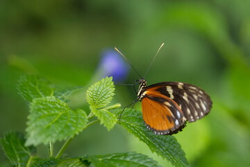 heliconius hecale - Tigerfalter