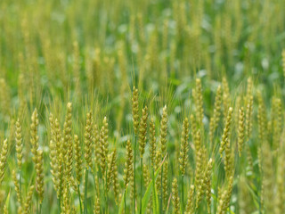 コムギ畑