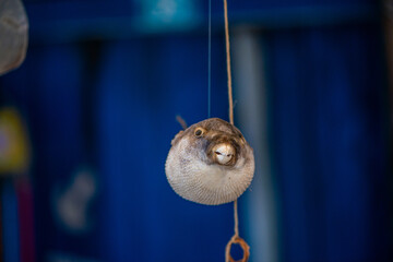 Ornamental Pufferfish in Detailed Display