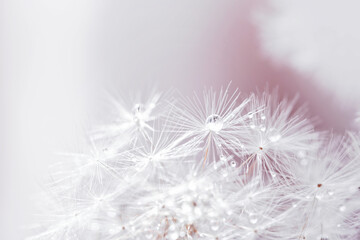 Macro nature. Beautiful dew drops on dandelion seed macro. Beautiful soft background. Water drops on parachutes dandelion. Copy space. soft focus on water droplets. circular shape, abstract background