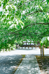 Scenery of Kyoto, Japan