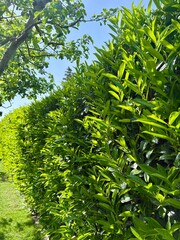 Kirschlorbeer im Garten als Sichtschutz