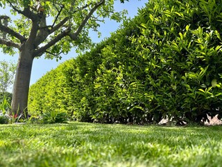 Kirschlorbeer im Garten als Sichtschutz